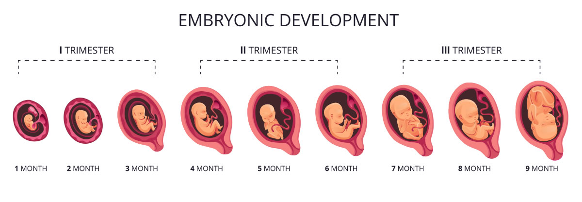 Embryonic-Development